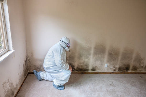 Best Mold Remediation for Healthcare Facilities  in Lyons, GA